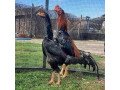shamo-rooster-small-0