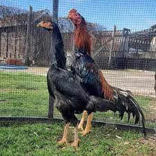 shamo-rooster-big-0