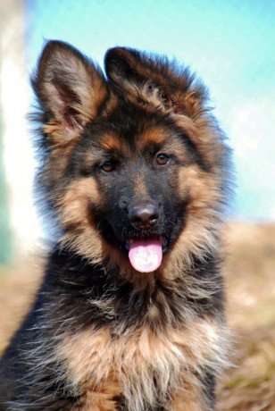 german-shepherd-long-cote-puppies-big-0