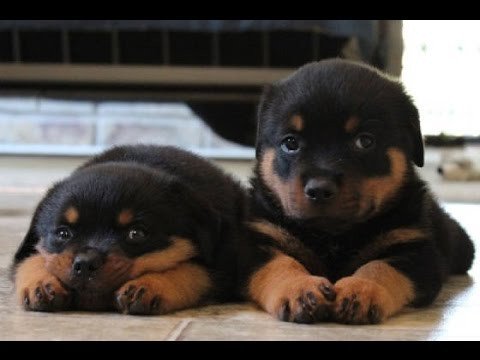 rottweiler-puppies-big-0