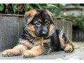germen-shepherd-crossed-puppies-small-1