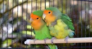 love-birds-koodu-big-1