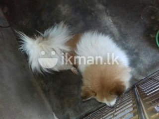 Pomeranian Dog Crossing