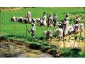 agriculture-officers-offered-small-0