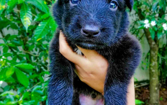 german-shepherd-puppies-for-sale-big-0