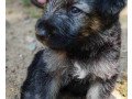 german-shepherd-puppy-for-sale-small-0