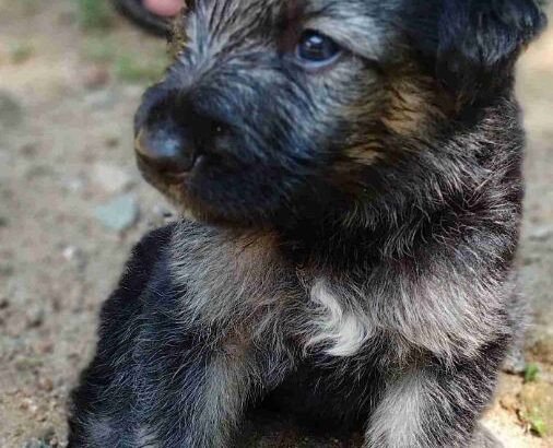 german-shepherd-puppy-for-sale-big-0