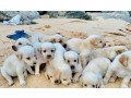 labrador-puppy-small-2