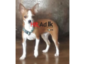 chihuahua-for-sale-small-0