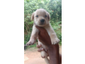 labrado-puppies-small-1
