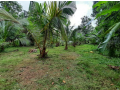 coconut-land-for-sale-small-1