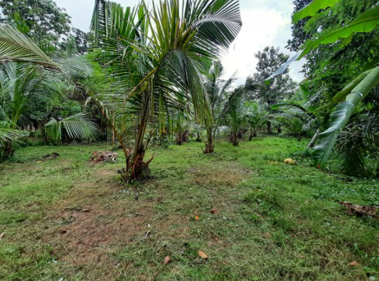 coconut-land-for-sale-big-1
