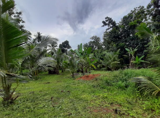 coconut-land-for-sale-big-0