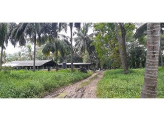 FOR SALE FARM AND COCONUT STATE In HIRIPITIYA 17 Acres (12,5 Deed+ 4,5 Reservation)