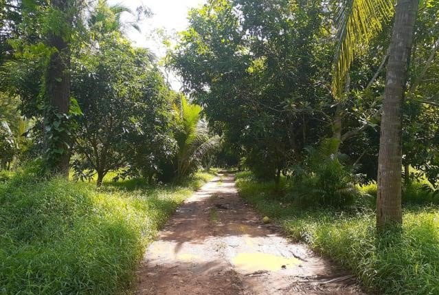 for-sale-farm-and-coconut-state-in-hiripitiya-17-acres-125-deed-45-reservation-big-2