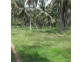 25-acre-coconut-land-small-1
