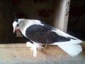 gipsan-pigeon-small-0