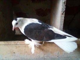 gipsan-pigeon-big-0