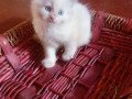 persian-cat-small-0