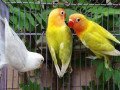 african-love-birds-small-0