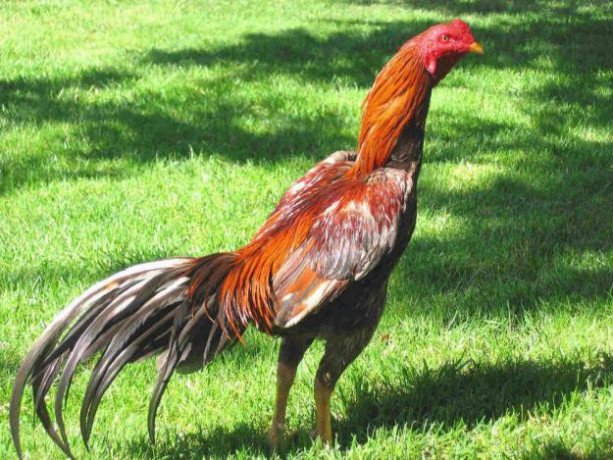 aseel-rooster-big-0