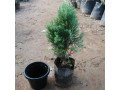 cypress-plants-small-0