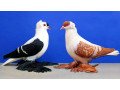 pigeons-small-0
