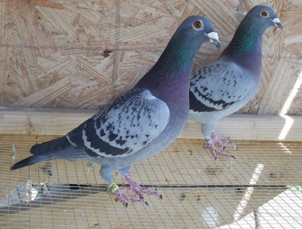 racing-homer-pigeon-big-0