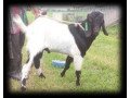 jamunapari-male-goat-small-0