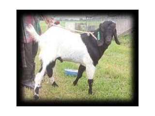Jamunapari Male Goat