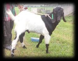 jamunapari-male-goat-big-0