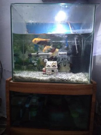 fish-tanks-big-0