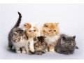 persian-female-kittens-small-0