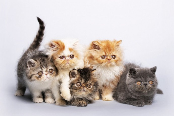 persian-female-kittens-big-0
