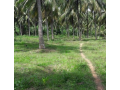 25-acre-coconut-land-small-0