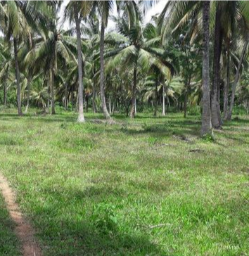 25-acre-coconut-land-big-1