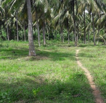 25-acre-coconut-land-big-0