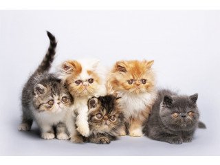 Persian Female Kittens